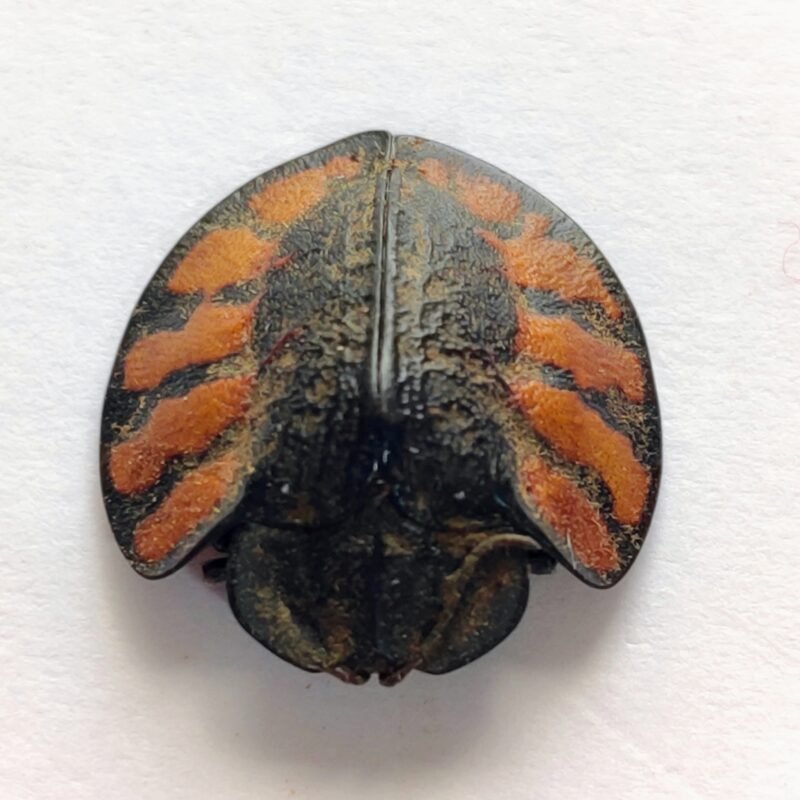 49 Chrysomelidae
