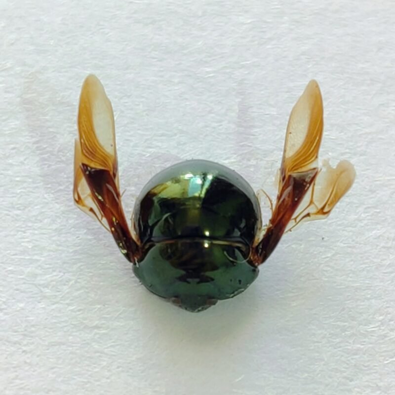 49 Membracidae