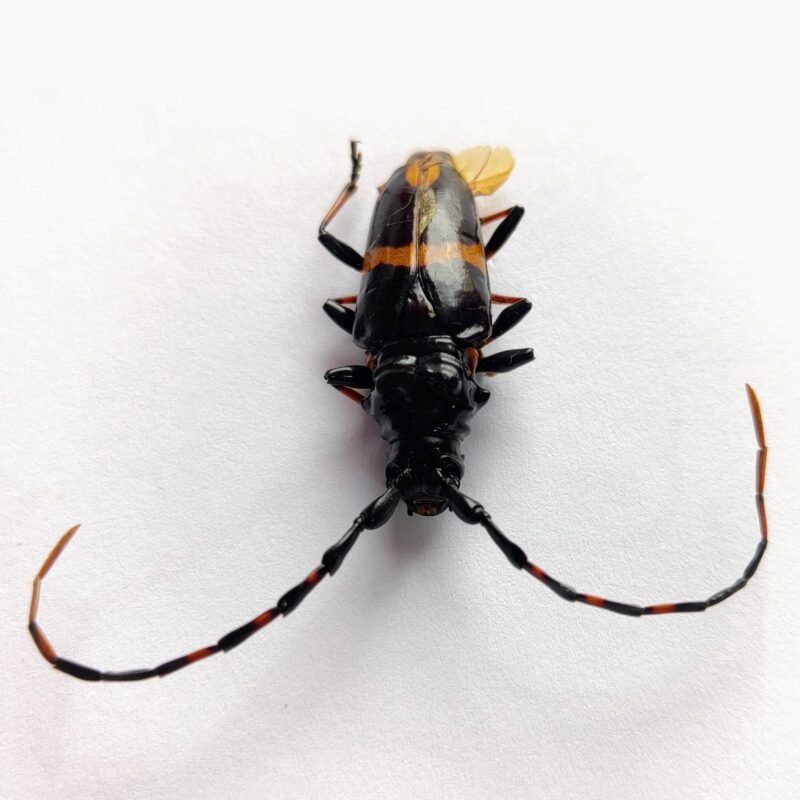 5 Cerambicidae