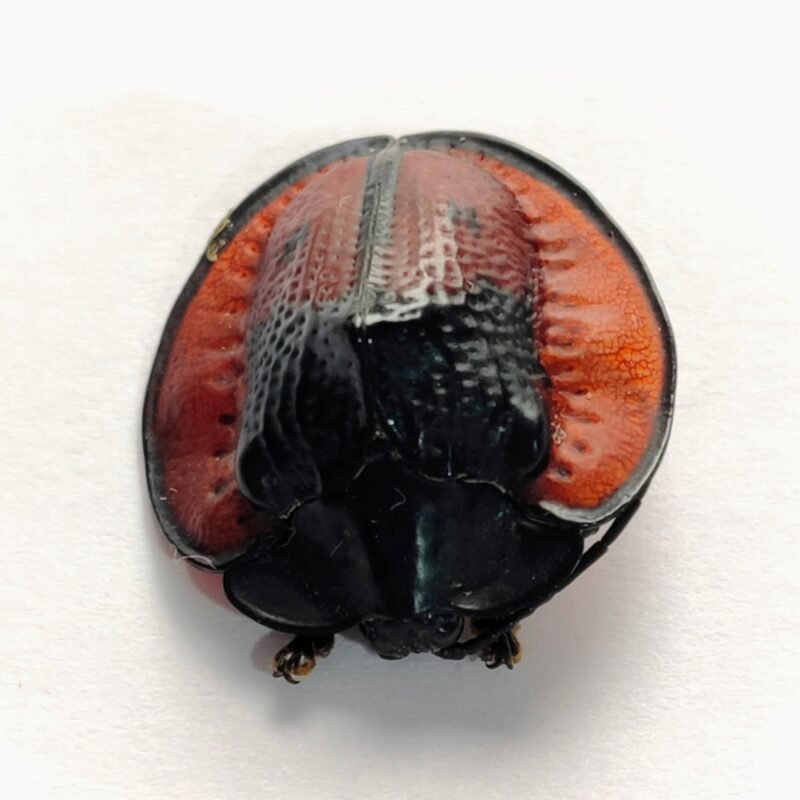 5 Chrysomelidae