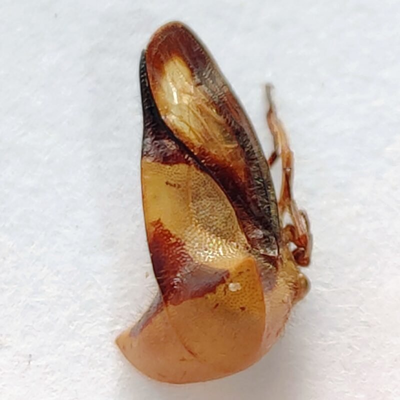 5 Membracidae