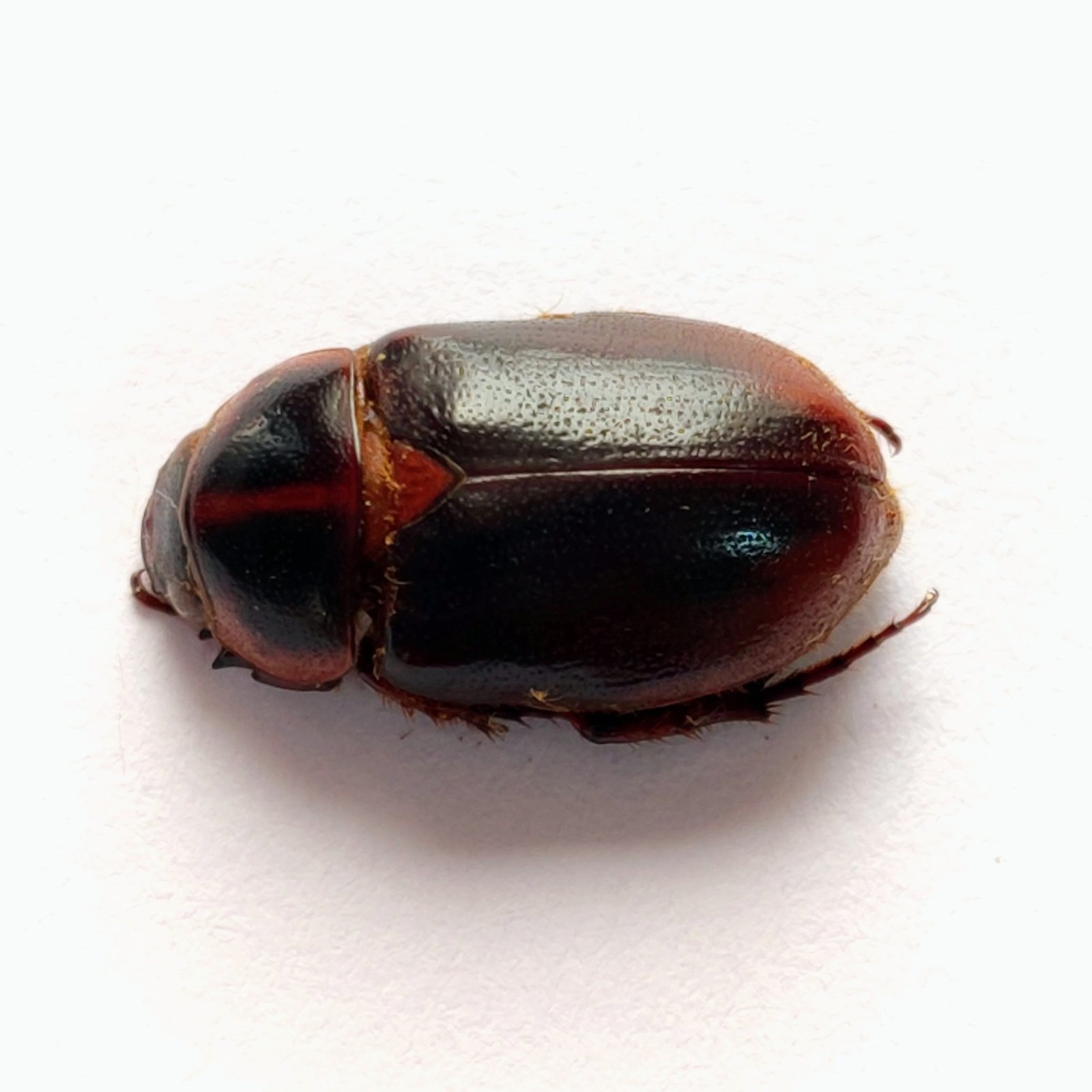 5 Scarabaeidae - Image 2
