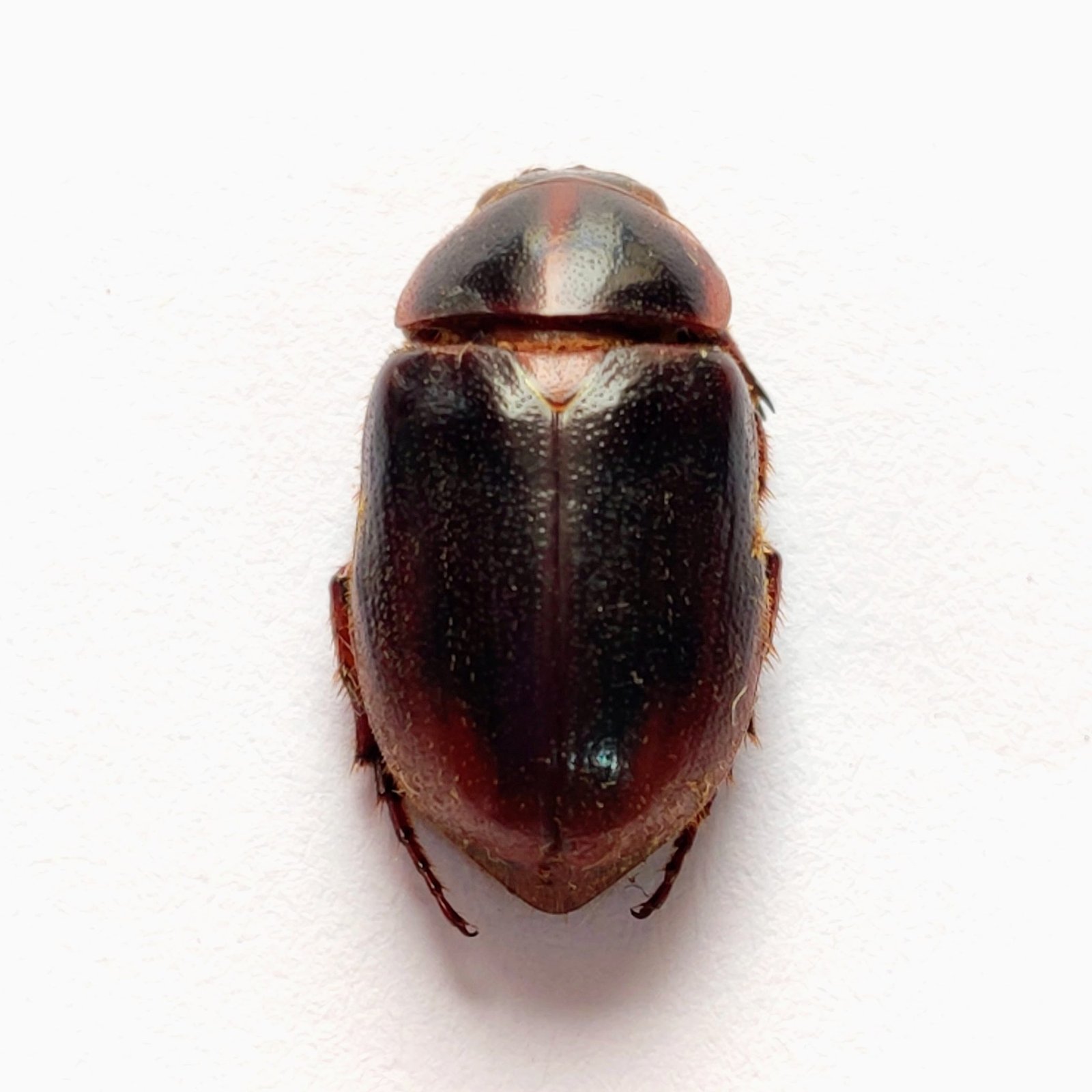 5 Scarabaeidae - Image 3