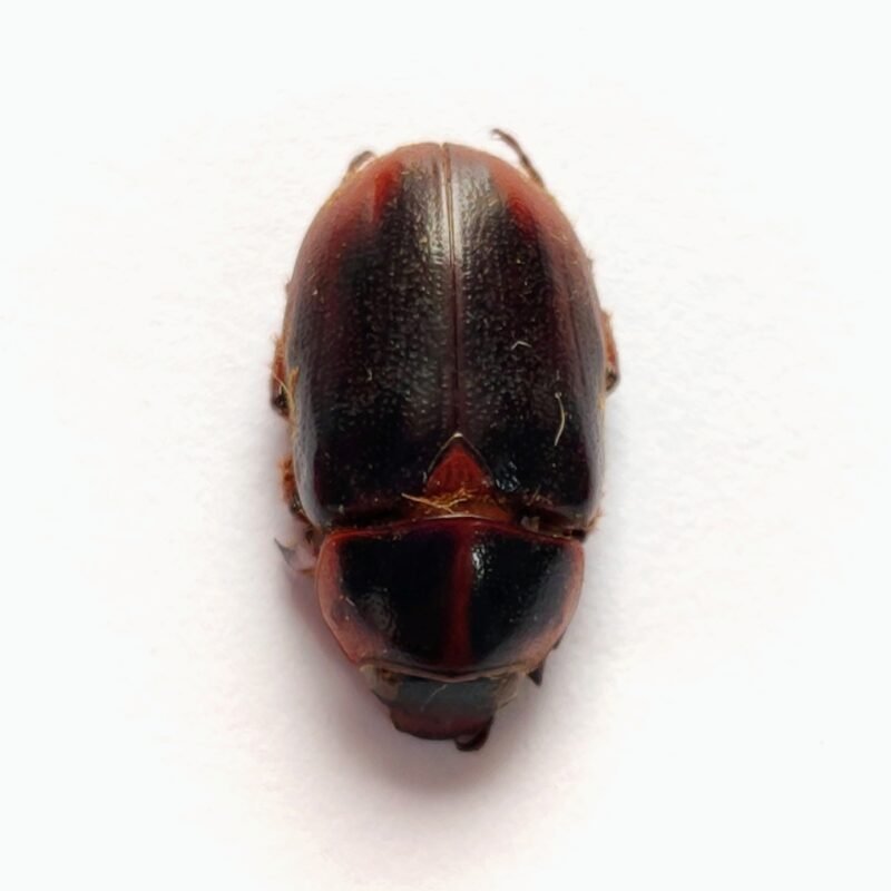 5 Scarabaeidae