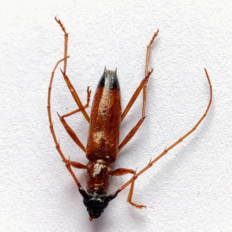50 Cerambicidae