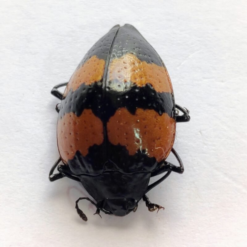 50 Chrysomelidae