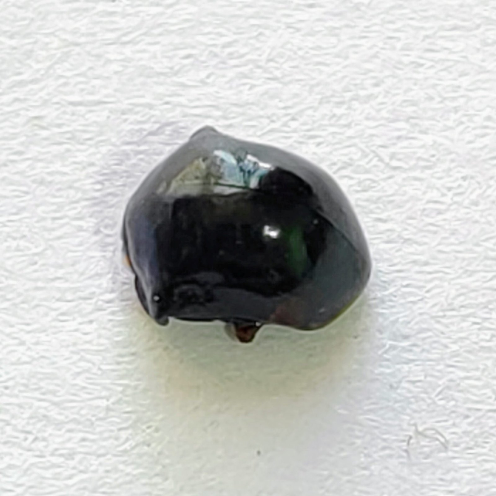 50 Membracidae - Image 2