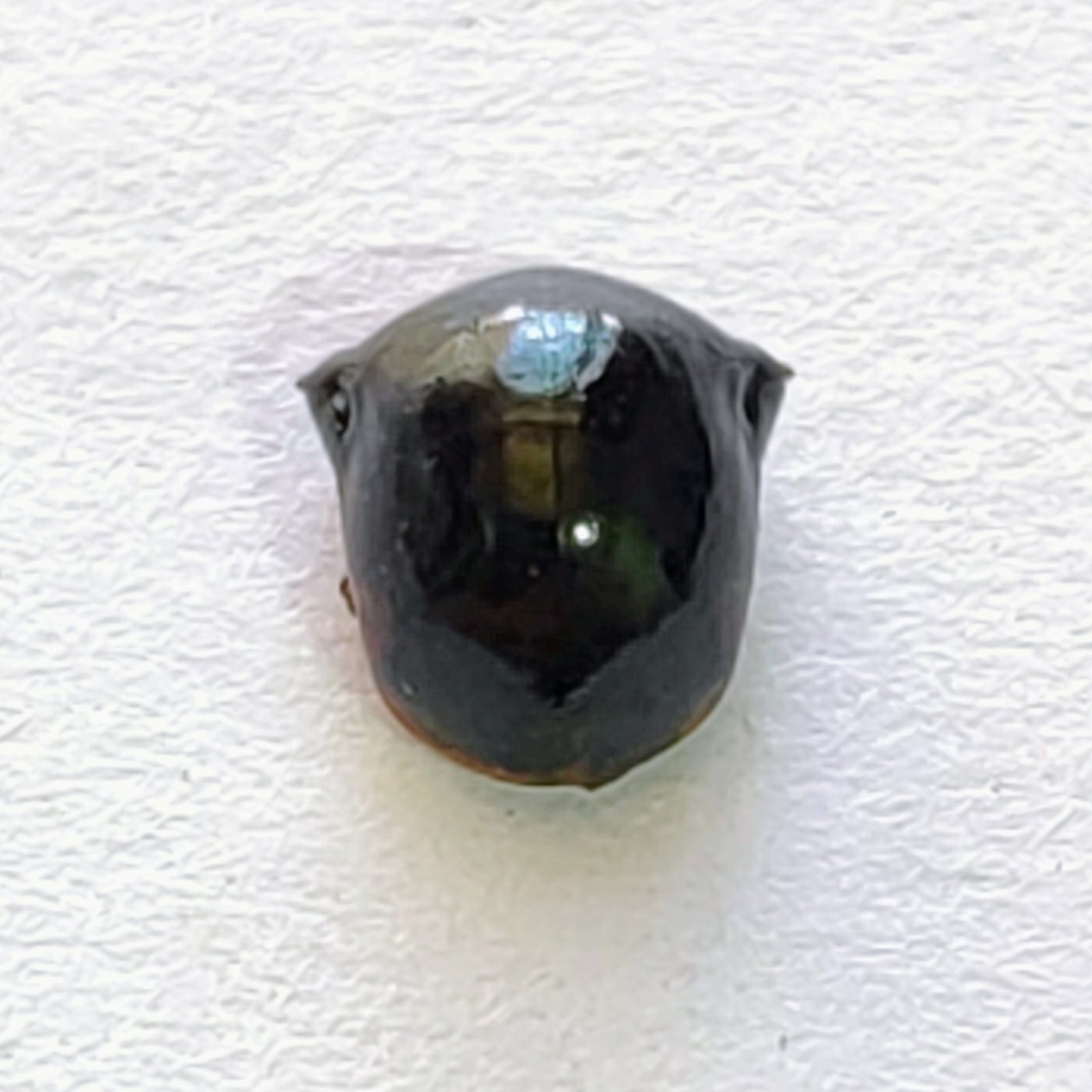 50 Membracidae - Image 3