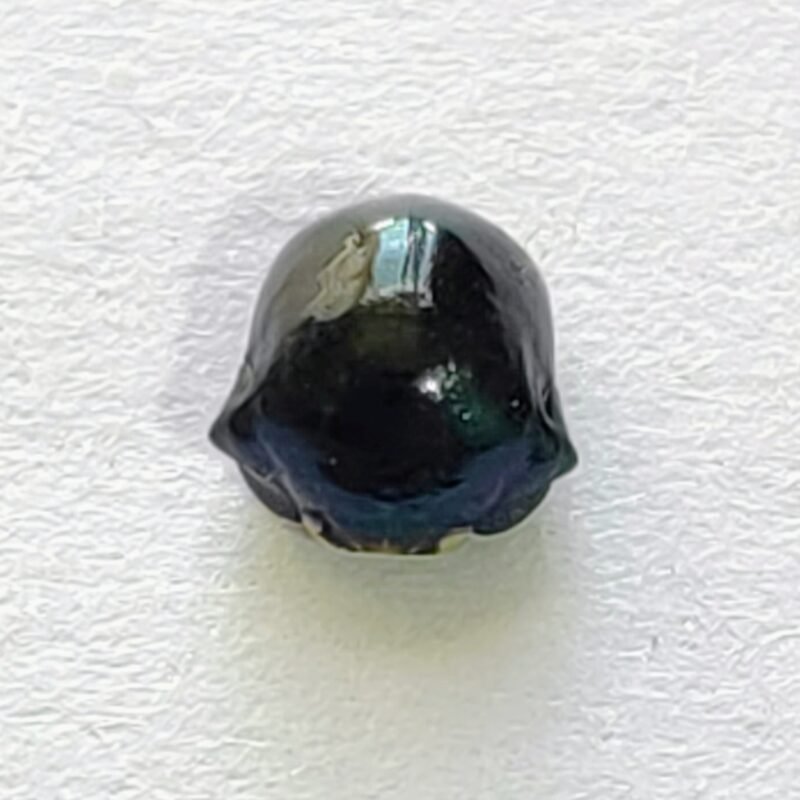50 Membracidae