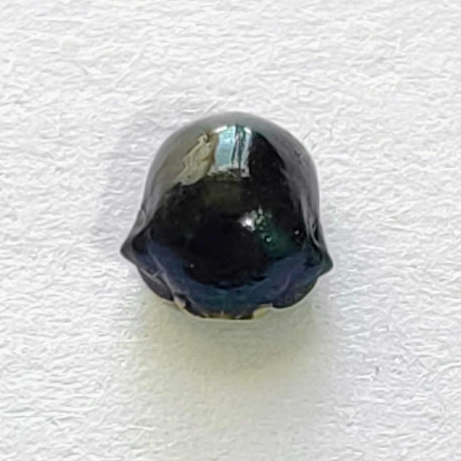 50 Membracidae
