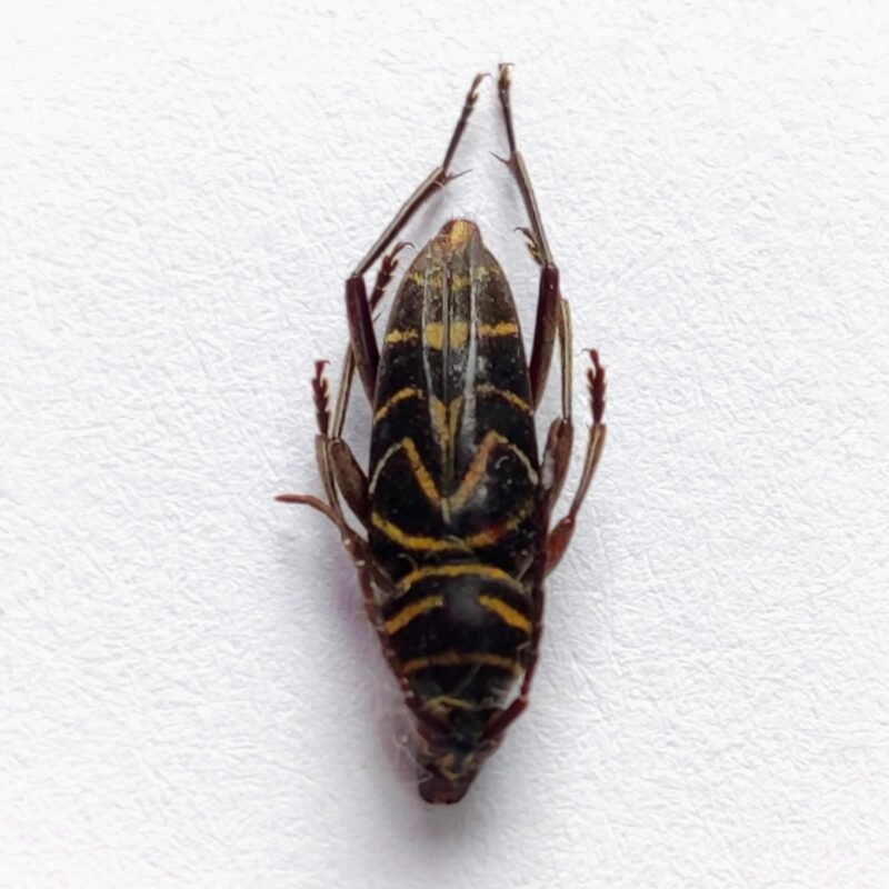 51 Cerambicidae