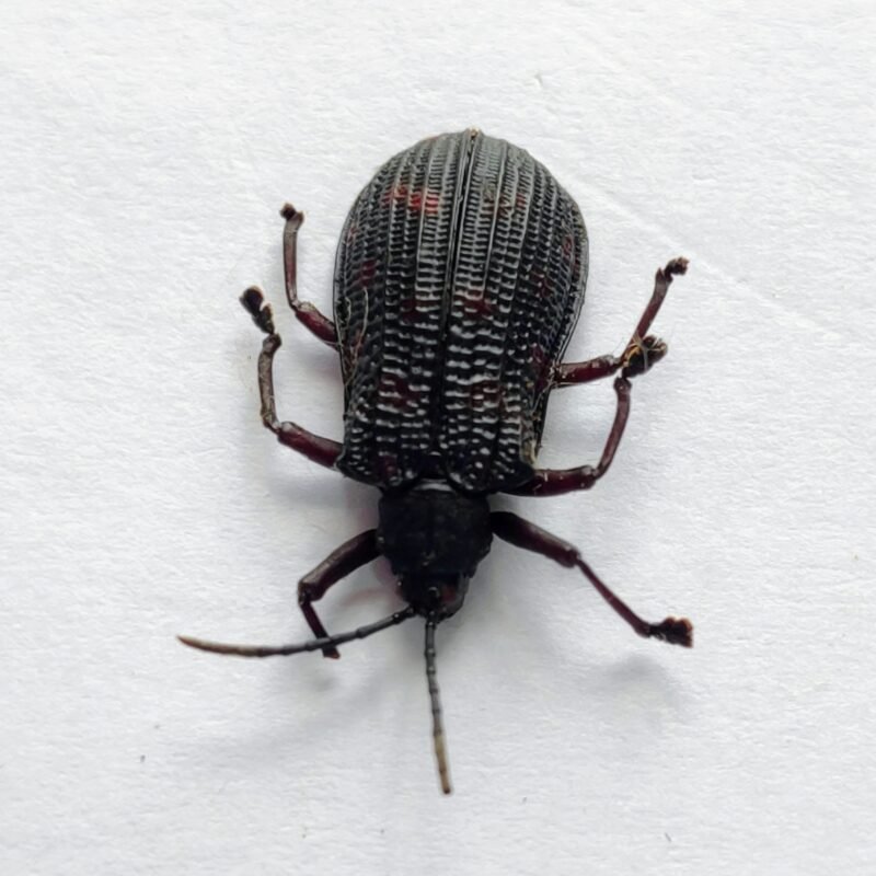 51 Chrysomelidae