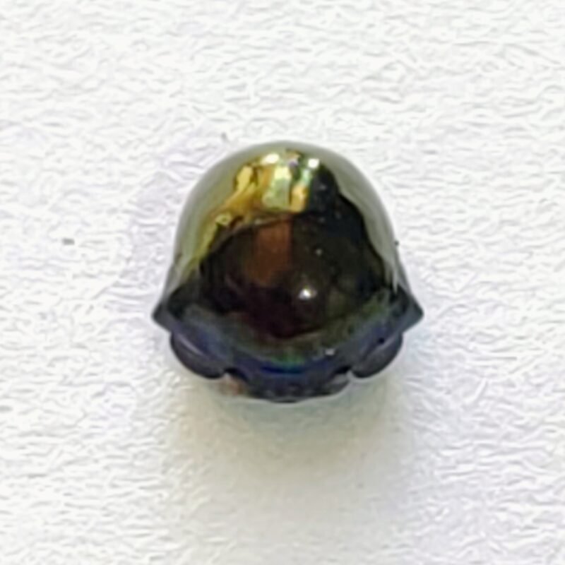 51 Membracidae