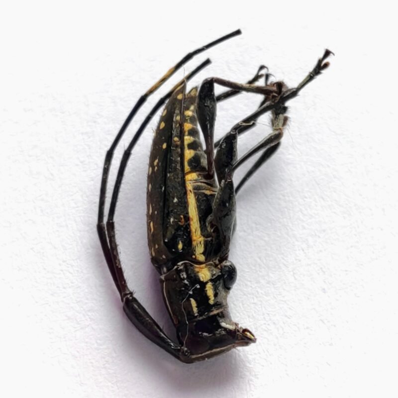 52 Cerambicidae