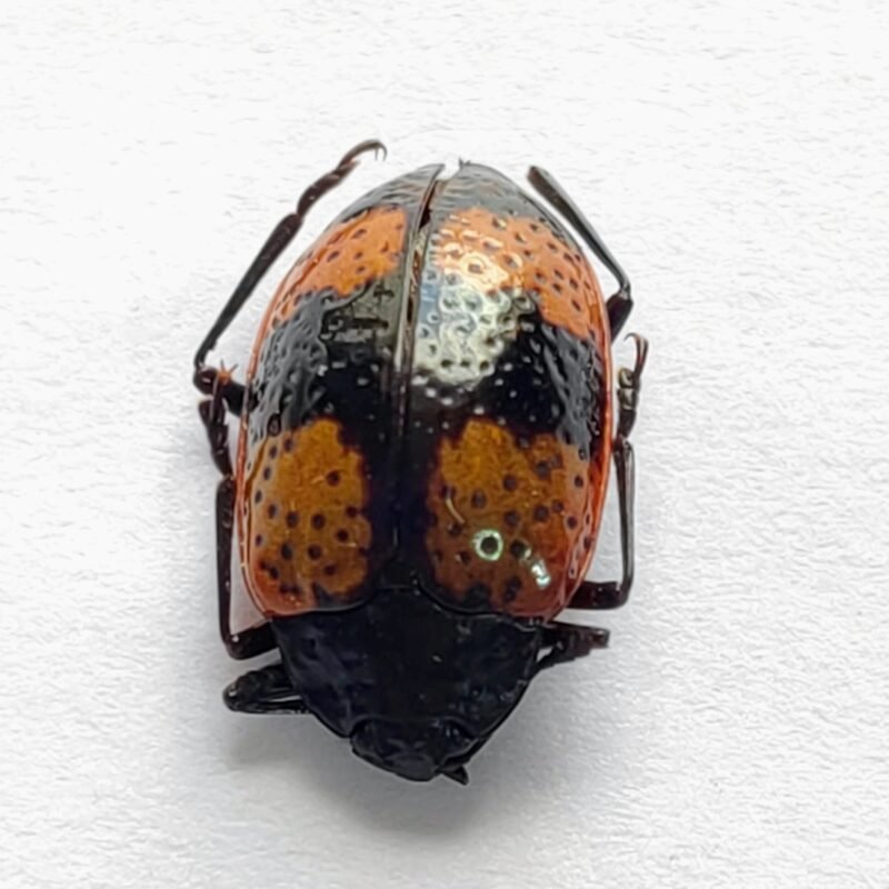 52 Chrysomelidae