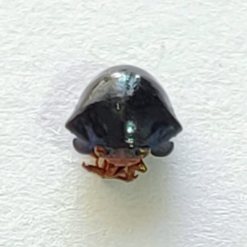 52 Membracidae