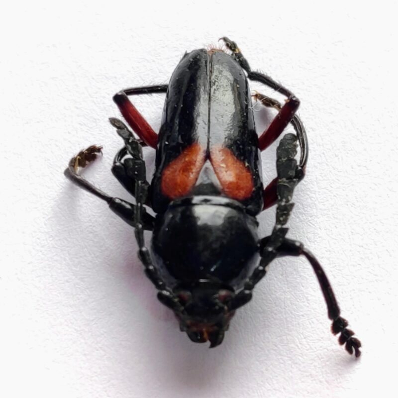 53 Cerambicidae