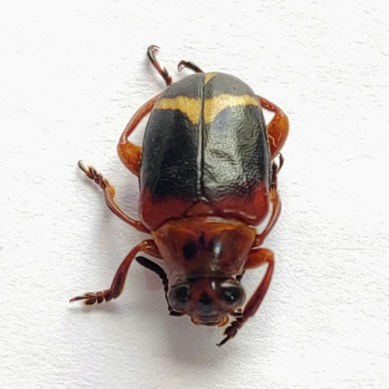 53 Chrysomelidae