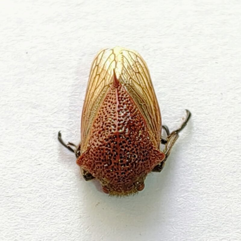 53 Membracidae