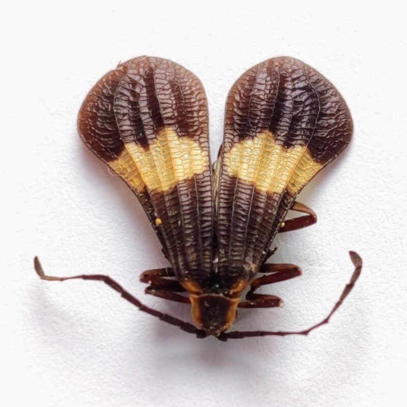 54 Cerambicidae