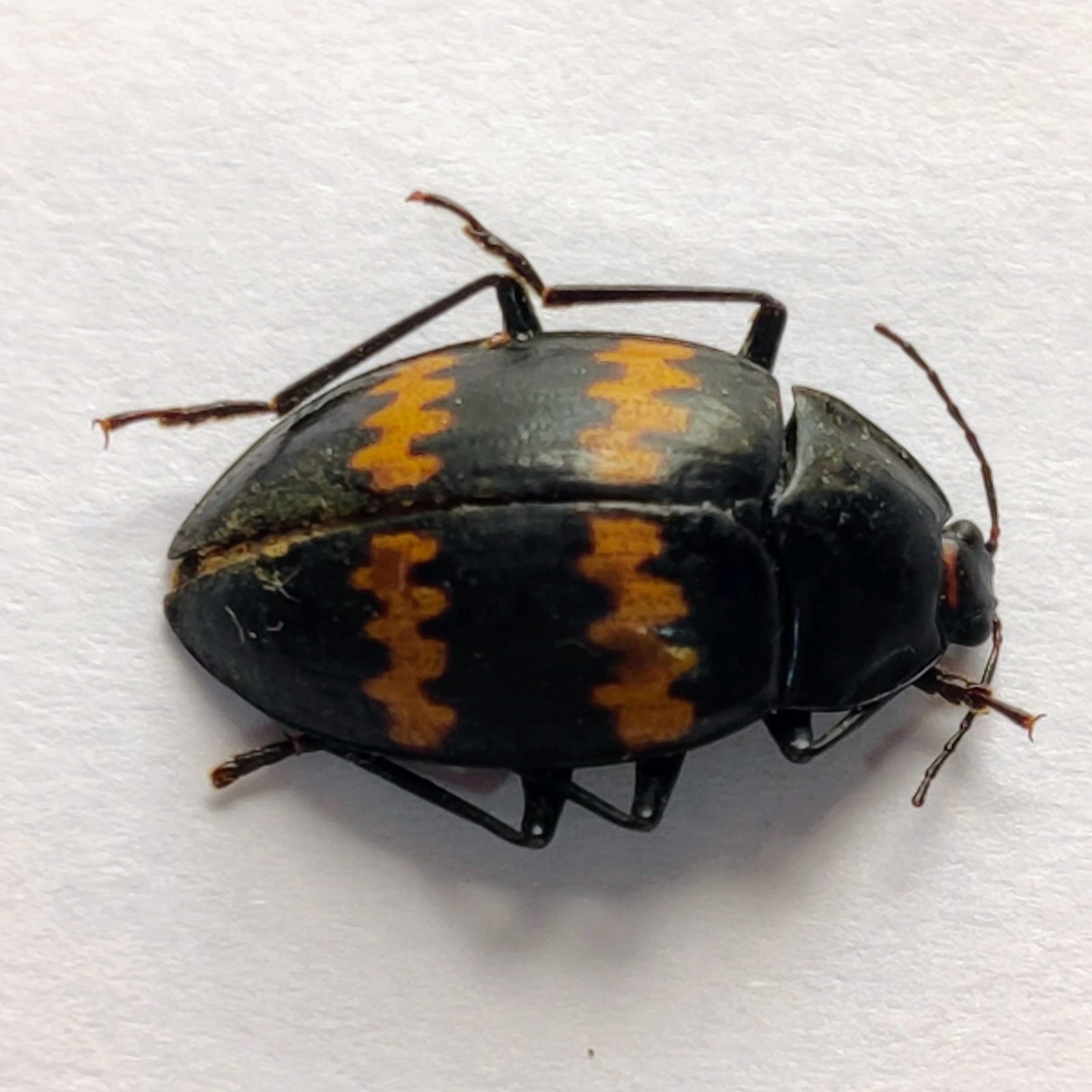 54 Chrysomelidae - Image 2