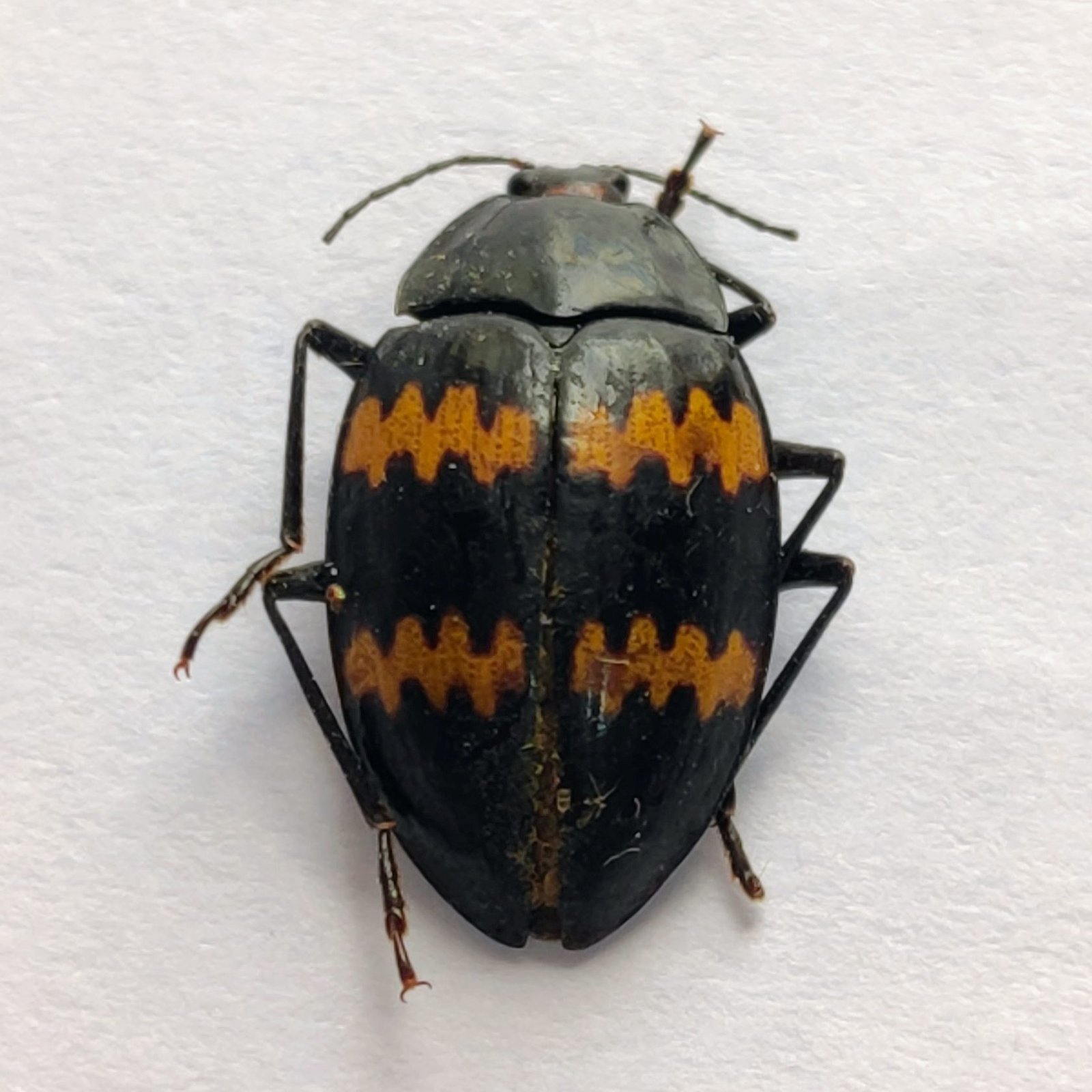 54 Chrysomelidae - Image 3