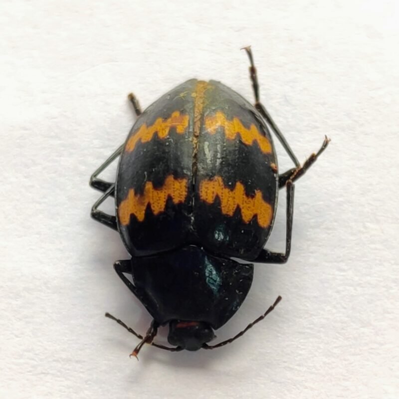 54 Chrysomelidae