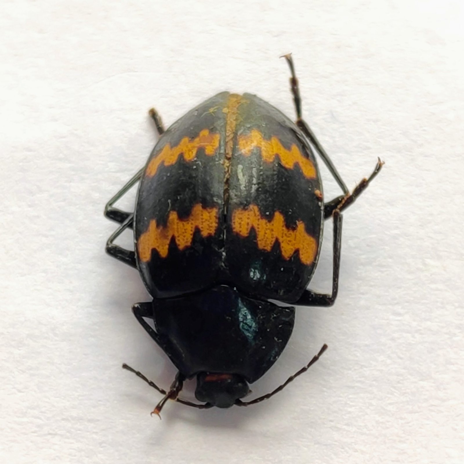54 Chrysomelidae