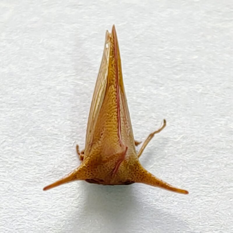 54 Membracidae