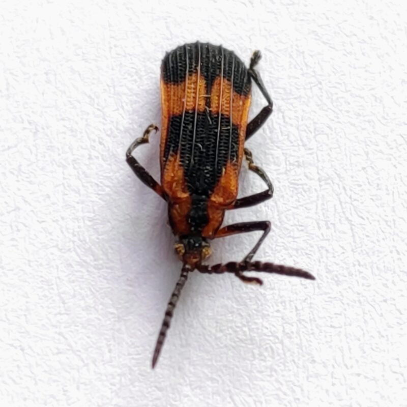 55 Cerambicidae
