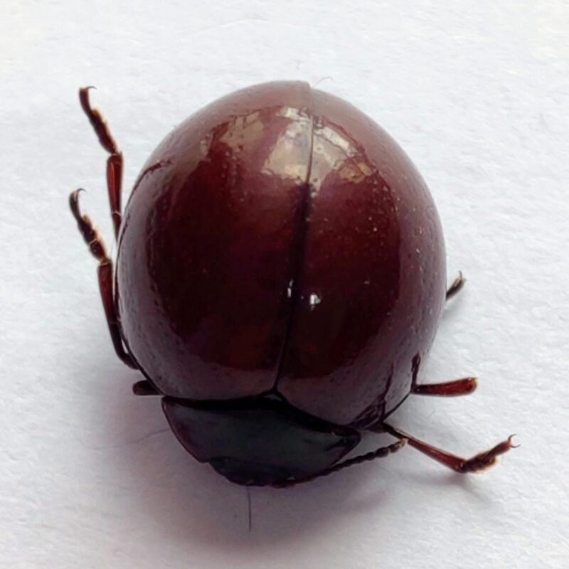 55 Chrysomelidae