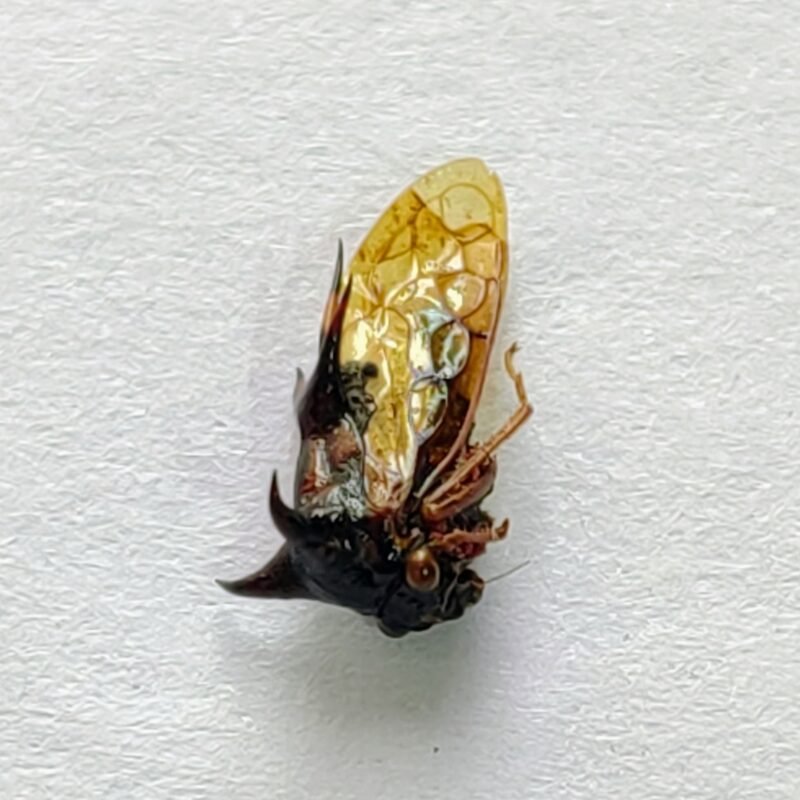 55 Membracidae