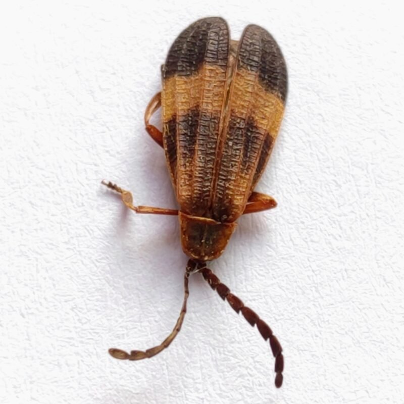 56 Cerambicidae