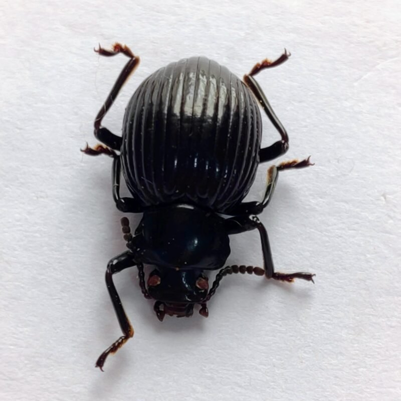 56 Chrysomelidae