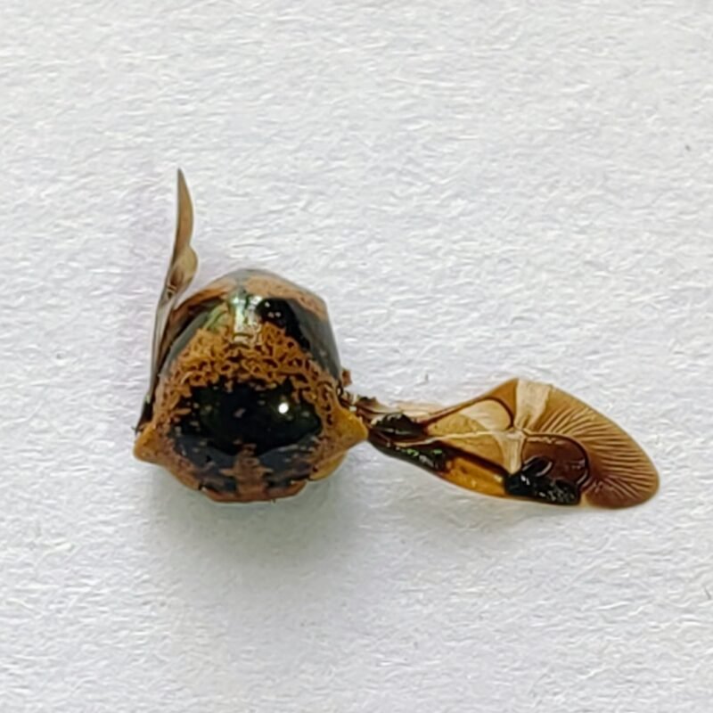 56 Membracidae
