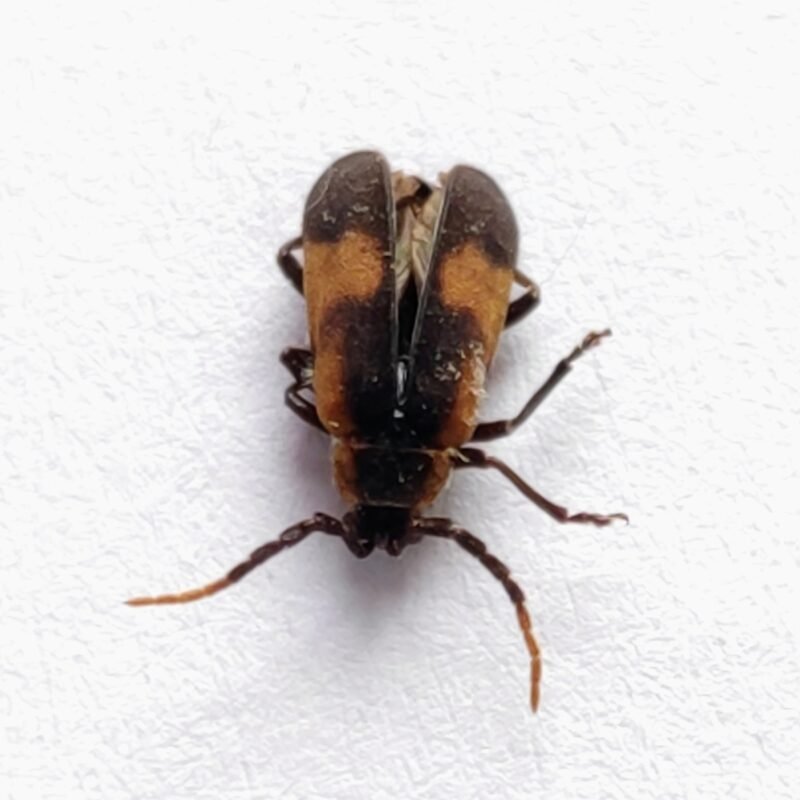 57 Cerambicidae