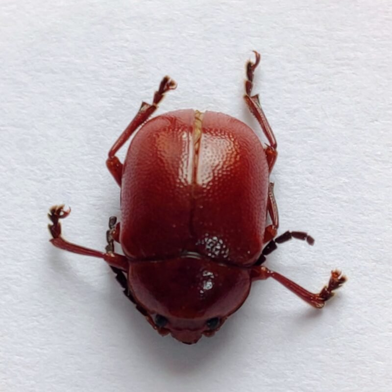 57 Chrysomelidae