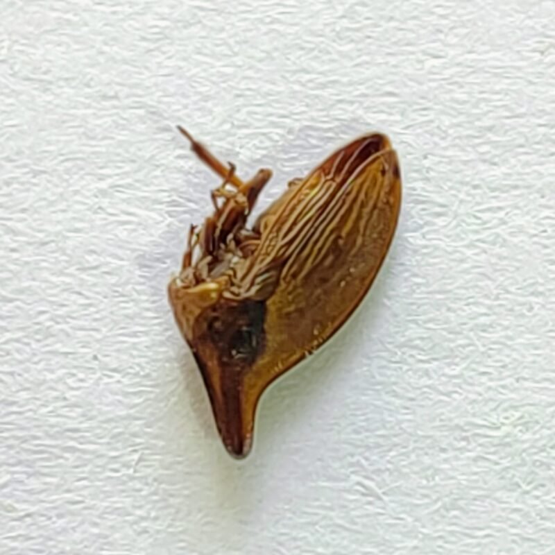 57 Membracidae