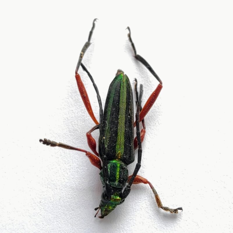 58 Cerambicidae