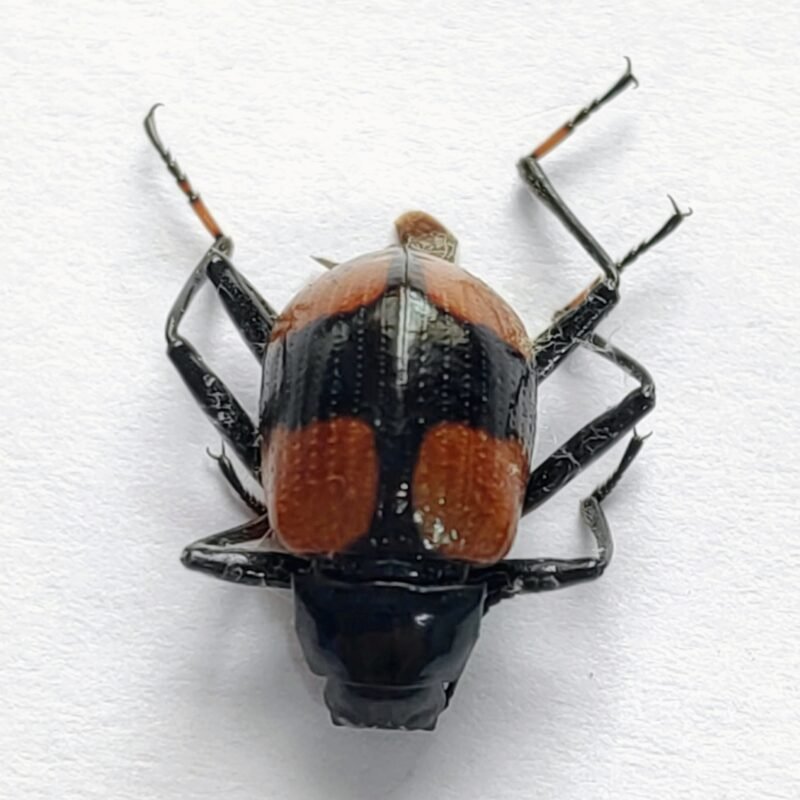 58 Chrysomelidae