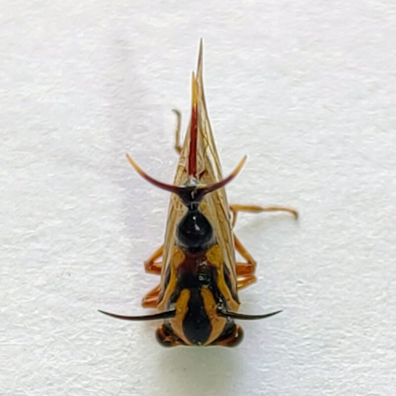 58 Membracidae
