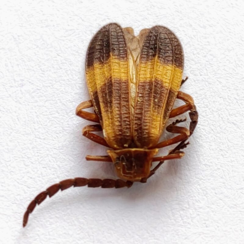 59 Cerambicidae