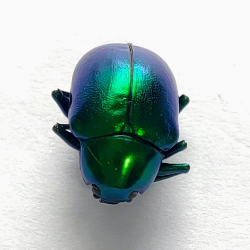 59 Chrysomelidae