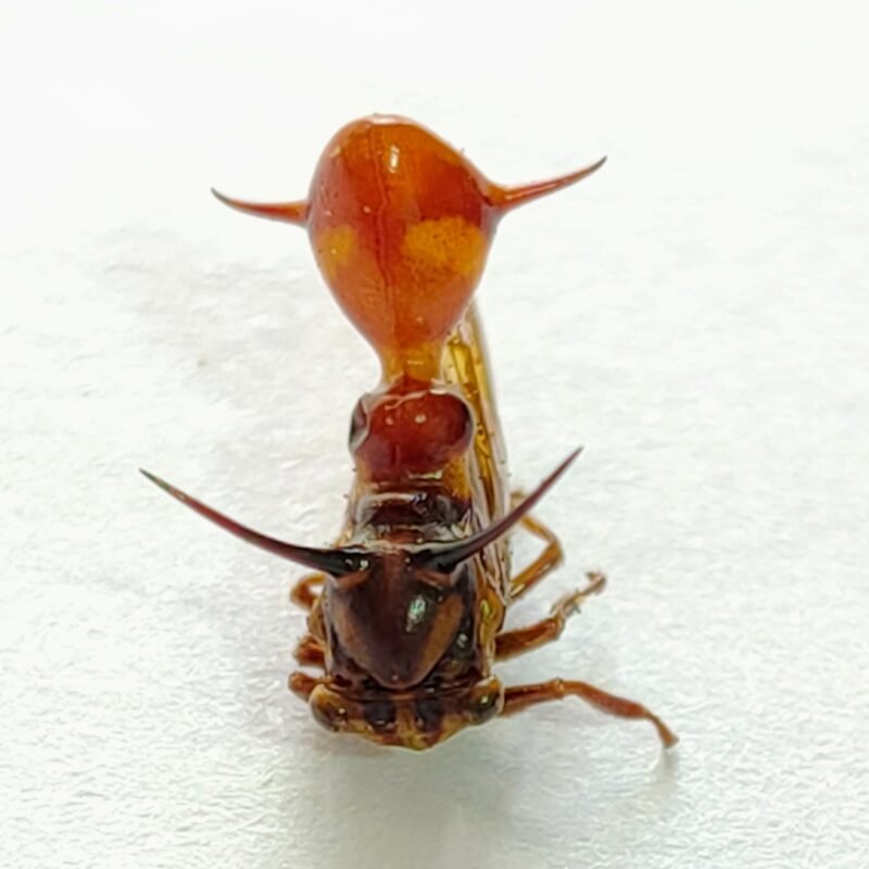 59 Membracidae