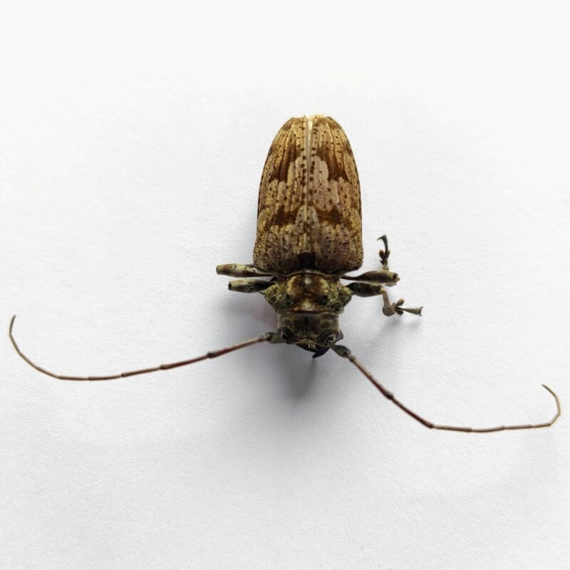 6 Cerambicidae