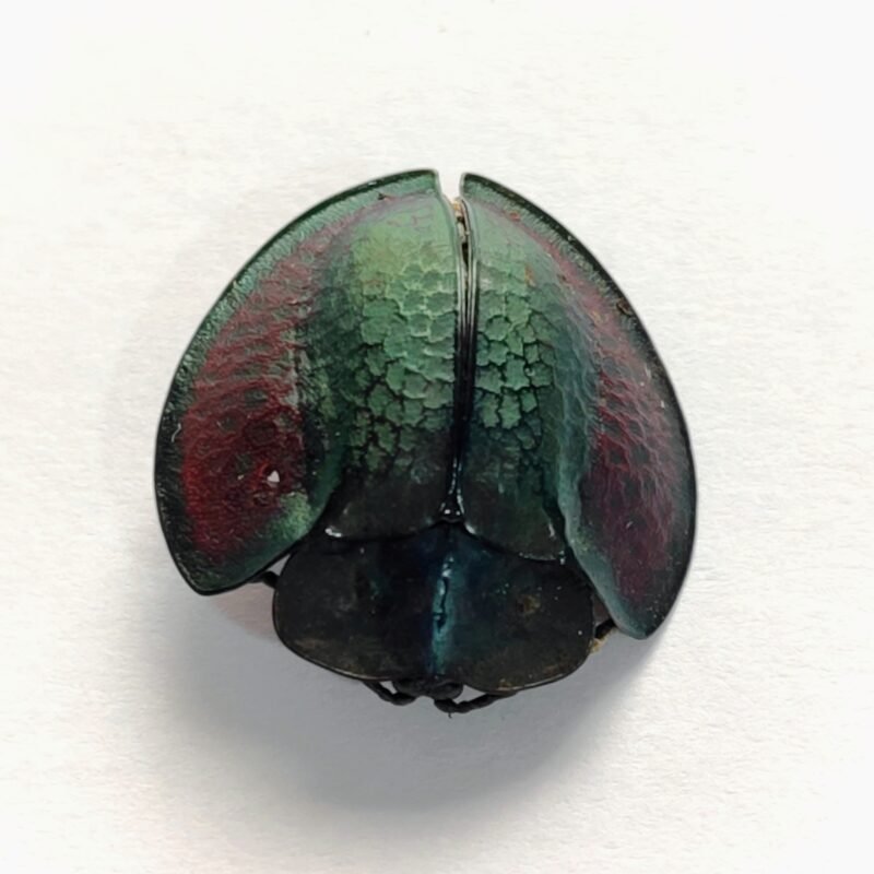 6 Chrysomelidae