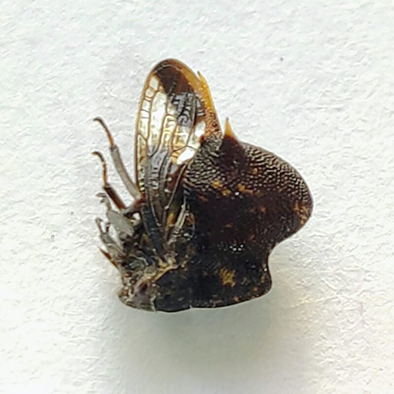 6 Membracidae