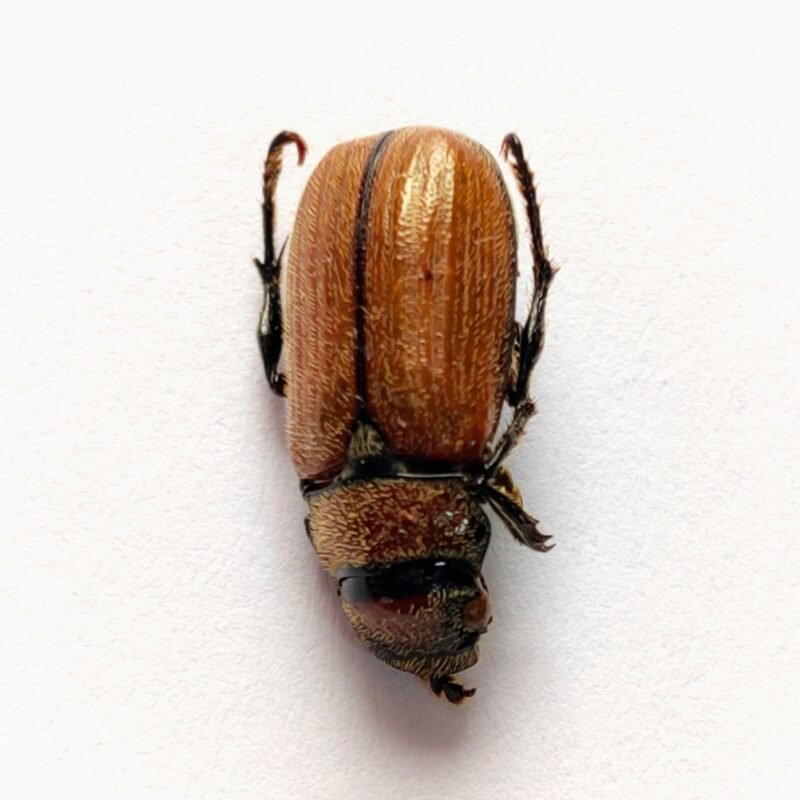 6 Scarabaeidae
