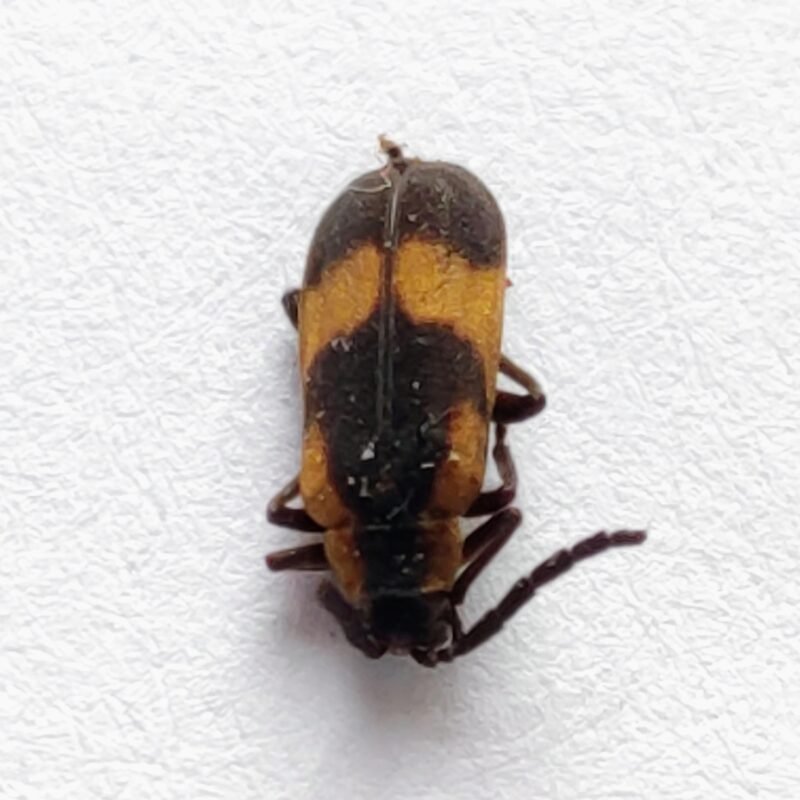 60 Cerambicidae