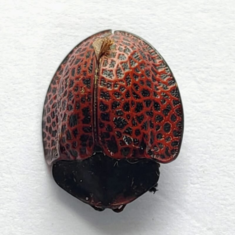 60 Chrysomelidae